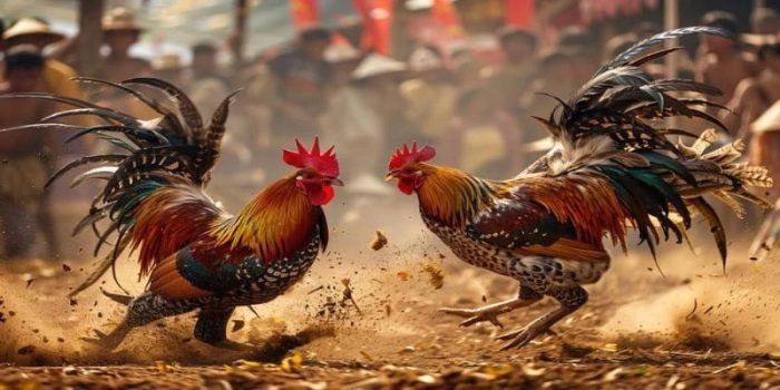 Diduga Marak Perjudian Sabung Ayam di Desa Karangsoko Trenggalek, Warga Resah