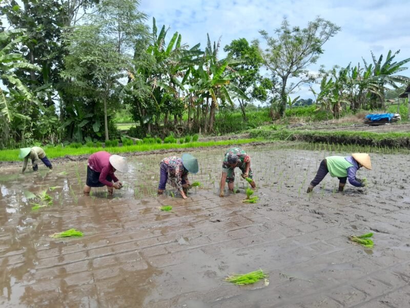 Babinsa Ngoran Dampingi Kelompok Tani Berkah Tani dalam Penanaman Padi Di Nglegok