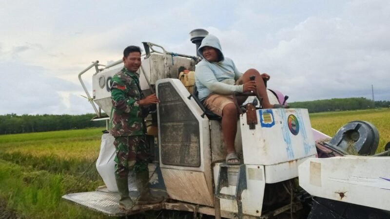 Menggunakan Combine Harvester Babinsa Kodim 1009/Tla Bersama Petani Panen Padi di Kebun Raya Kintap