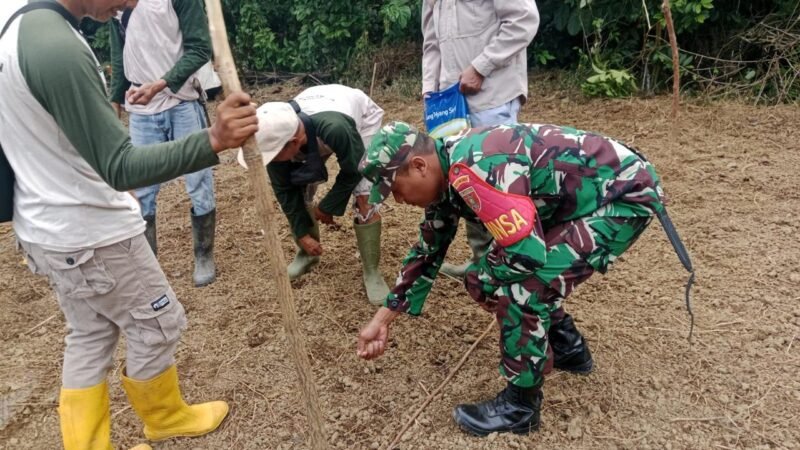 Sukseskan Gerakan Percepatan Tanam Padi Babinsa Kodim 1009/Tla Melaksanakan Pendampingan Kepada Petani