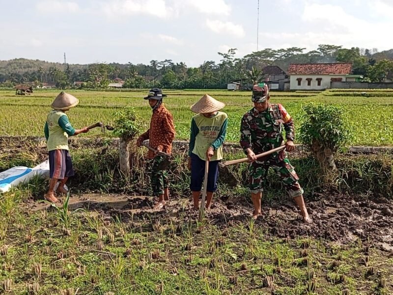 Babinsa Margomulyo Bantu Warga, Timbun Jalan Pertanian Untuk Lancarkan Akses