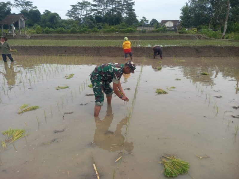 Foto: Babinsa Kaweron Koramil 0808/16 Talun Serda Edi Prasetiyo bersama anggota Kelompok Tani (Poktan) Ngudi Bogo 1 melaksanakan kegiatan tanam padi di lahan milik Bapak Siswanto yang berlokasi di Lingkungan Kaweron RT. 01 RW. 03 Kelurahan Kaweron Kecamatan Talun Kabupaten Blitar, Minggu (19/10/2025).
