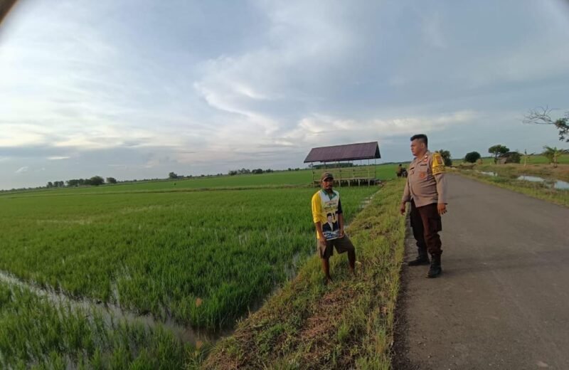 Bhabinkamtibmas Food Estate Melaksanakan Cek Sawah untuk Pengawasan Keamanan dan Ketahanan Pangan