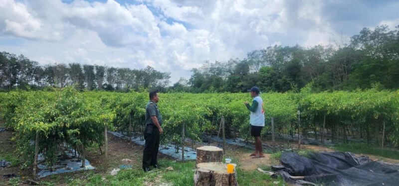 Babinsa Karatungan Motivasi Petani Cabe Tingkatkan Produktivitas