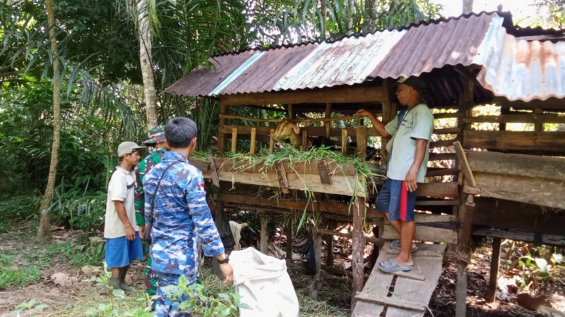 Satgas TMMD ke-126 Kodim 1208/Sambas Bantu Warga Beri Makan Ternak