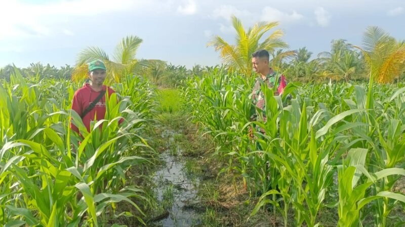 Babinsa Koramil 04/Jawai Jajaran Kodim 1208/Sambas Komsos dengan Petani Jagung