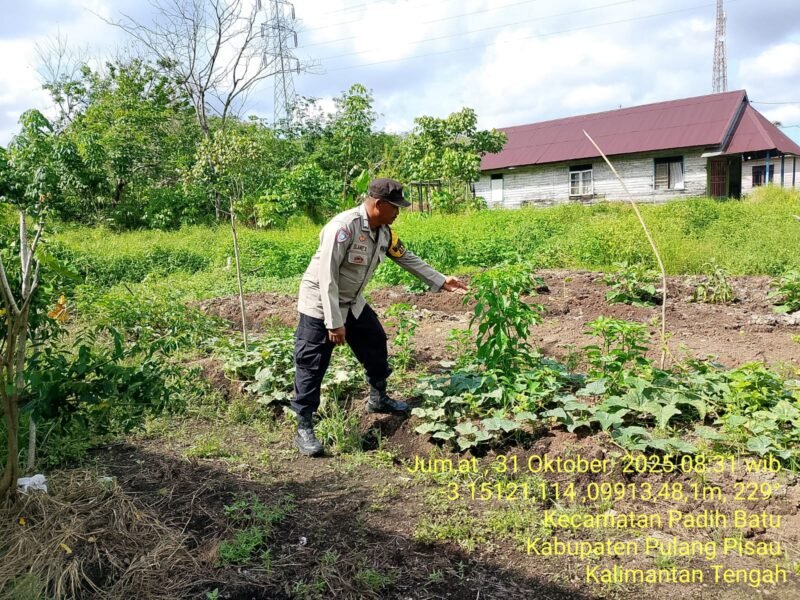 Bhabinkamtibmas Desa Dandang Sambangi Masyarakat Desa Binaan sekaligus Sisipkan Pesan Kamtibmas terkait pemanpaatan perkarangan Untuk Menanam Tanaman Pangan Bergizi