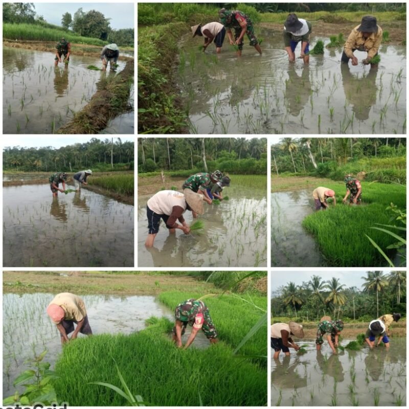 Babinsa Sumbersih Dampingi Poktan Tunas Jaya Tanam Padi di Lahan Warga