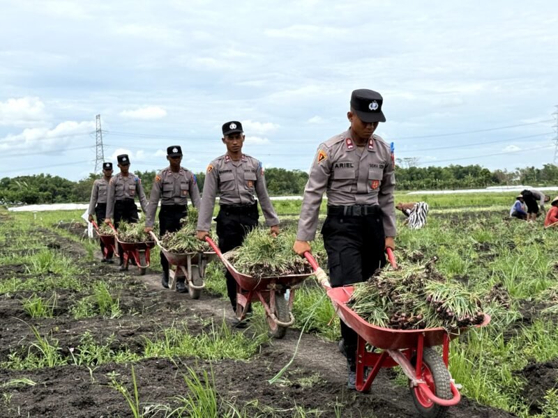 Live In' : Siswa Diktukba SPN Polda Jatim Bantu Petani Bawang Merah di Nganjuk(foto: istimewah/bantu petani/darksalmon-herring-325340.hostingersite.com)