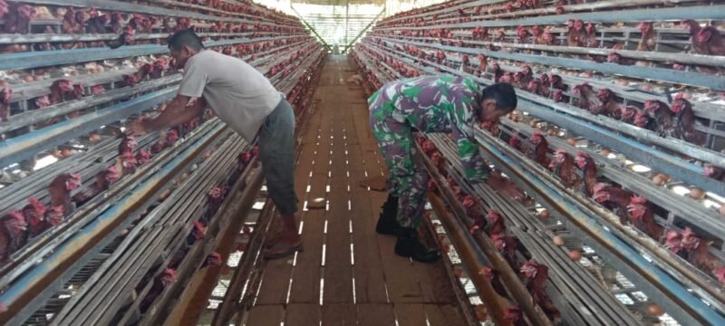 TargetNews.id/Redaksi Dalam upaya menjaga hubungan yang harmonis serta memperkuat kemanunggalan TNI dengan rakyat, Babinsa di wilayah binaan melaksanakan kegiatan Komunikasi Sosial (Komsos) bersama para peternak ayam petelur yang digelar di Dusun Sebetung, Desa Sebarkat, Kec. Tebas, Kab. Sambas, Minggu 16/11/25/foto/TargetNews.id/Redaksi