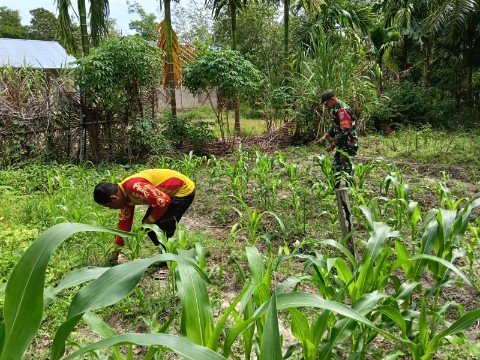 Babinsa 08/Paloh Laksanakan Komsos Bersama Petani Jagung di Wilayah Binaan