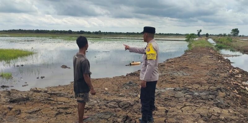 Bhabinkamtibmas Food Estate Melaksanakan Cek Sawah untuk Pengawasan Keamanan dan Ketahanan Pangan