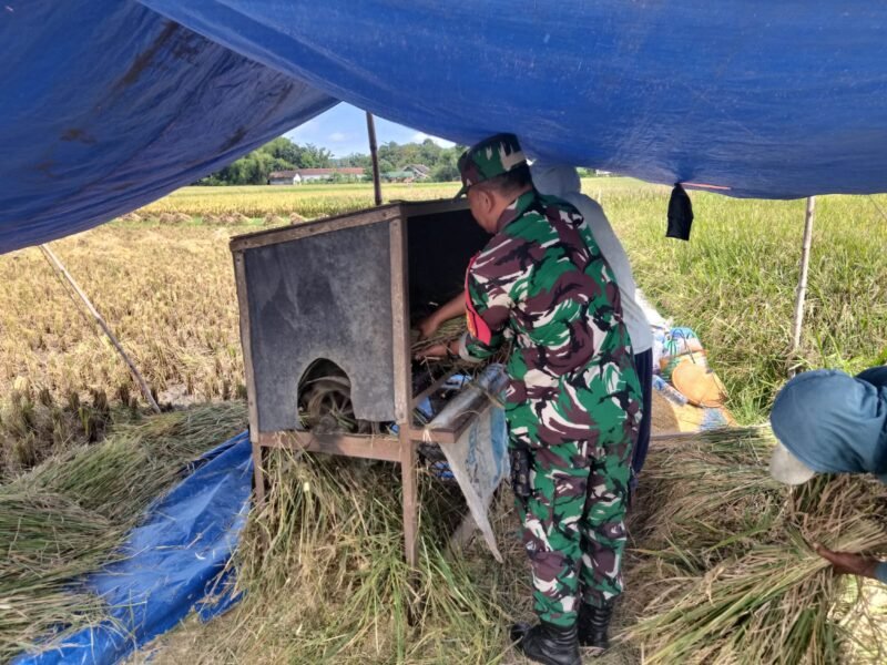 Babinsa Sukorejo Koramil 0808/09 Sutojayan Bantu Panen Padi Dukung Ketahanan Pangan Di Blitar