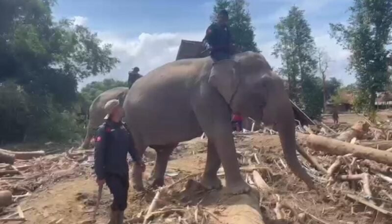 TargetNews.ID/Foto/Kasat Reskrim Polres Pidie Jaya, Iptu Fauzi Admaja, mewakili Kapolres Pidie Jaya, menyampaikan bahwa seluruh gajah telah tiba dan langsung bekerja membantu masyarakat.