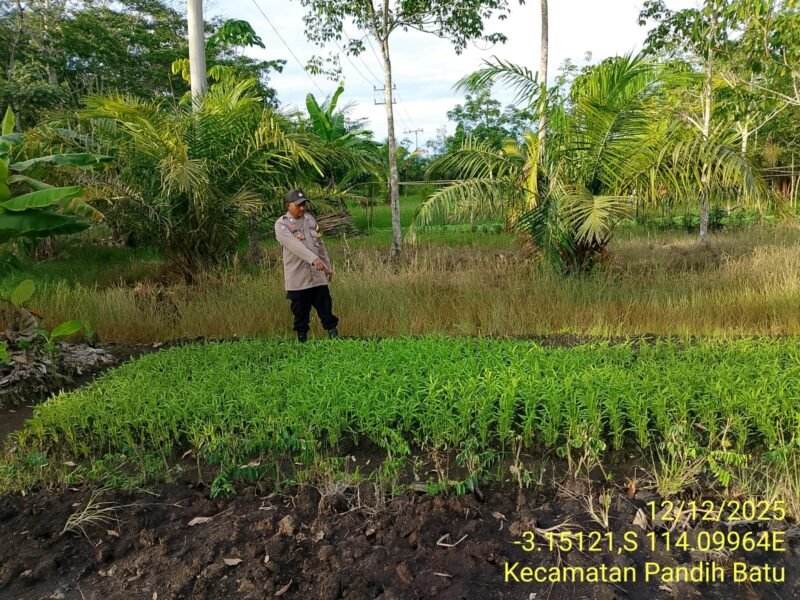 Bhabinkamtibmas Desa Dandang Sambangi Masyarakat Desa Binaan sekaligus Sisipkan Pesan Kamtibmas terkait pemanpaatan perkarangan Untuk Menanam Tanaman Pangan Bergizi