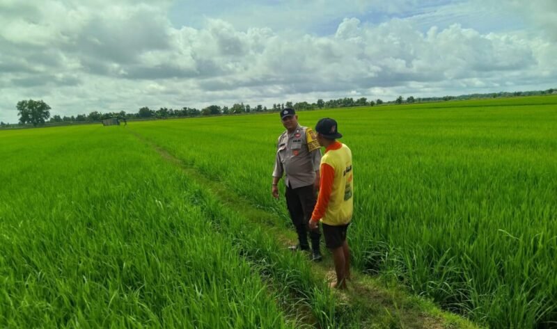Bhabinkamtibmas Food Estate Melaksanakan Cek Sawah untuk Pengawasan Keamanan dan Ketahanan Pangan