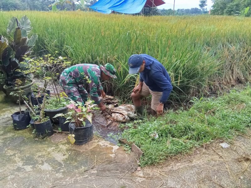 Babinsa Desa Kalimanis Dampingi Program TNI Manunggal Air untuk Pengairan Sawah Warga