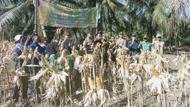 Sukseskan Program Ketahanan Pangan, Babinsa Serumpun Hadiri Panen Jagung Bersama Forkopimcam