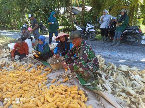 Jalin Keakraban, Anggota Koramil 03/Tebas Komsos Bersama Warga Panen Jagung