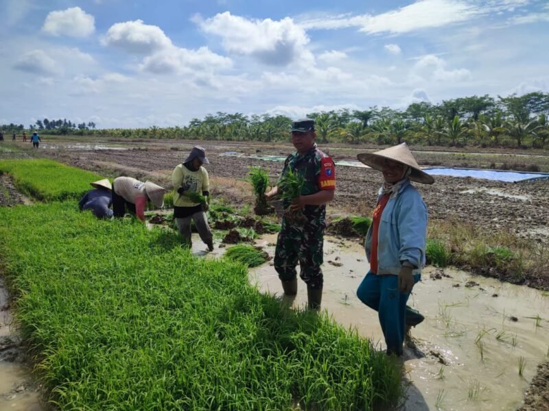 Dukung Ketahanan Pangan, Babinsa Koramil 1208-04/Jawai Bantu Warga Cabut Semaian Padi