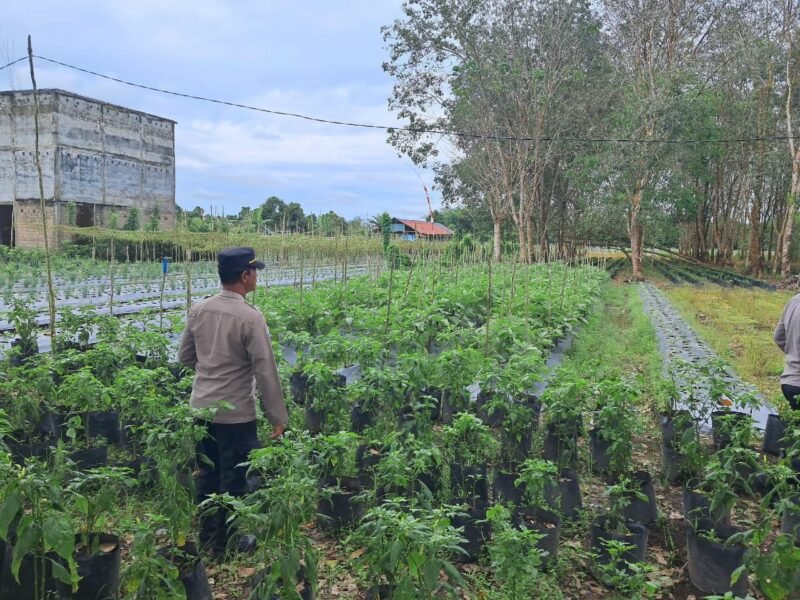 Personil Sat Binmas Polres Pulang Pisau Lakukan Pengecekan Ketahanan Pangan di kebun desa tahai