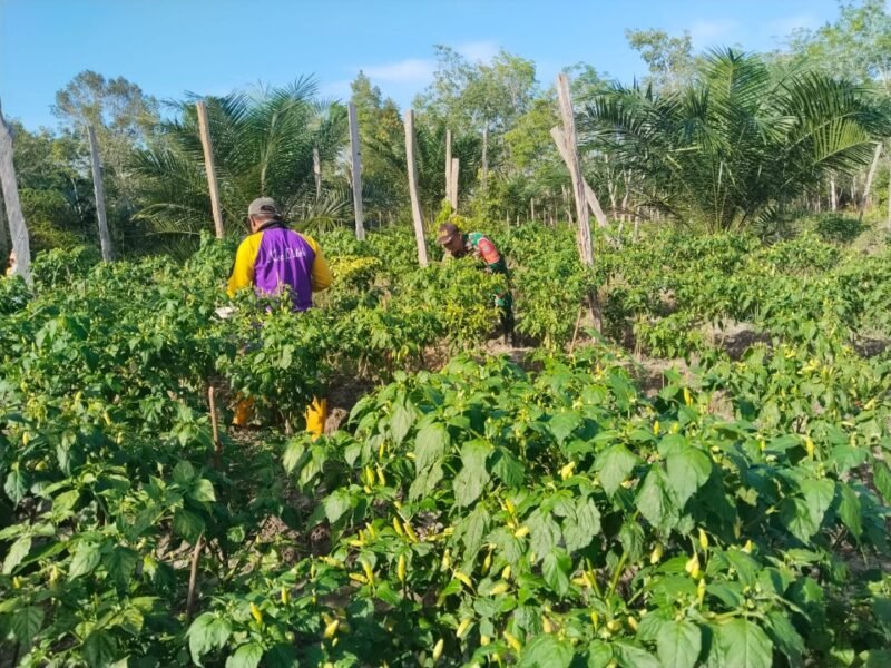 Dukung Ketahanan Pangan Wilayah Binaan, Babinsa Koramil 08/Paloh Komsos Bersama Petani Cabe
