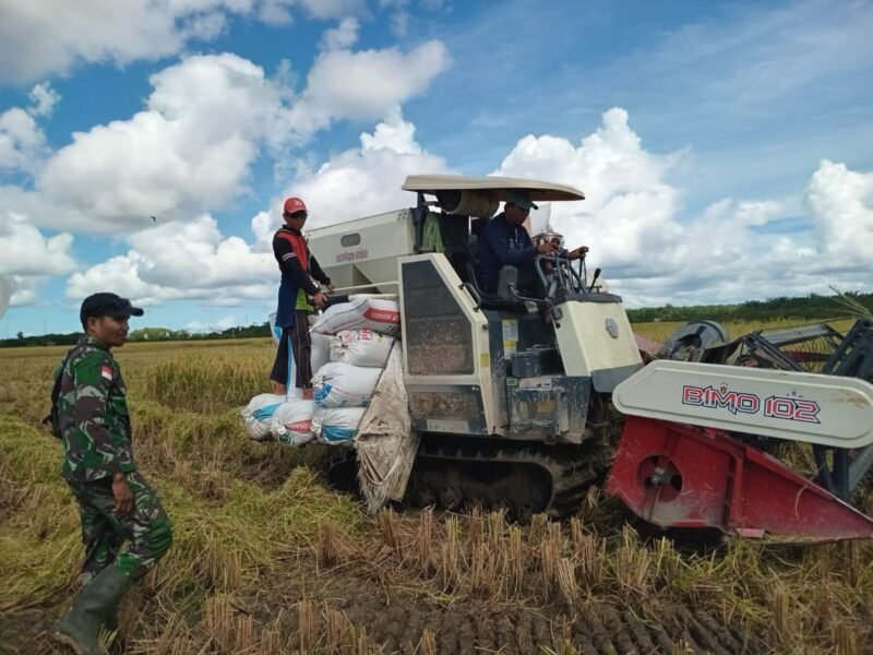 Dukung Program Hanpangan Babinsa Desa Sejiram Dampingi Petani Panen Padi Menggunakan Alat
