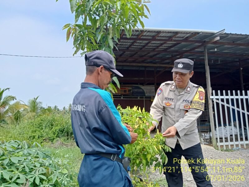 Polsek Kahayan Kuala Turun ke Lahan, Pastikan Program Ketahanan Pangan Berjalan Maksimal