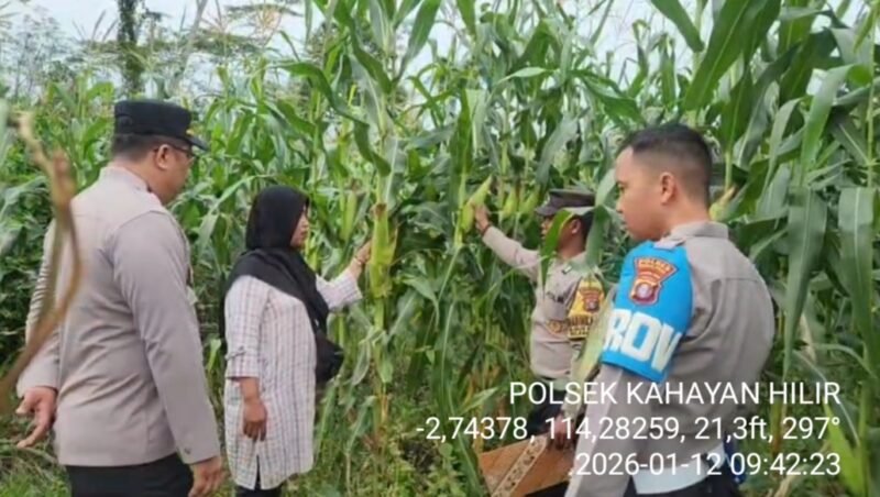 Sulap Lahan Satu Hektar Jadi Produktif, Polsek Kahayan Hilir Terus Kawal Program Ketahanan Pangan