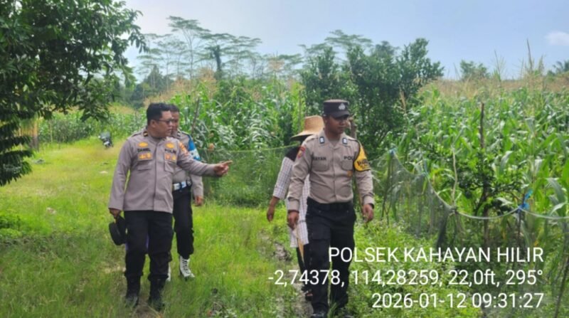 Pastikan Tanaman Tumbuh Subur, Polsek Kahayan Hilir Pantau Perkembangan Jagung Hibrida di Handil Balimau