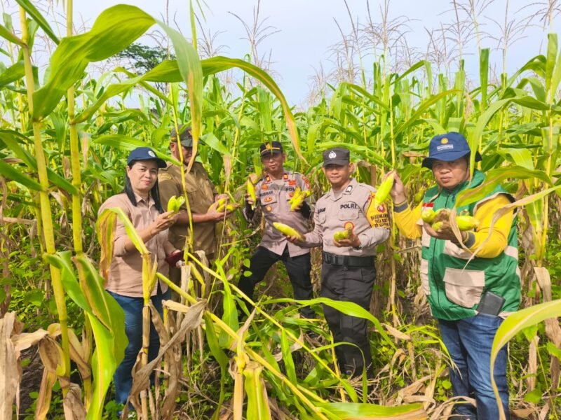 Polsek Kahayan Tengah Tunjukkan Komitmen Ketahanan Pangan Lewat Panen Jagung Pipil di Bukit Rawi
