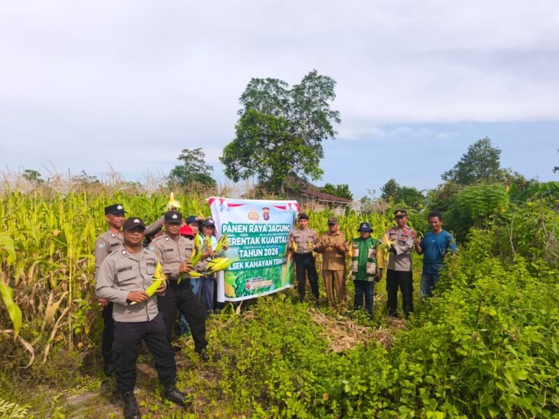 Polri untuk Masyarakat, Polsek Kahayan Tengah Perkuat Ketahanan Pangan Lewat Panen Jagung Pipil