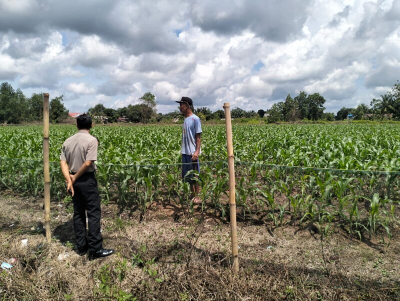 Personil Sat Binmas Polres Pulang Pisau Lakukan Pengecekan Ketahanan Pangan di kebun jagung di Desa Mentaren 2