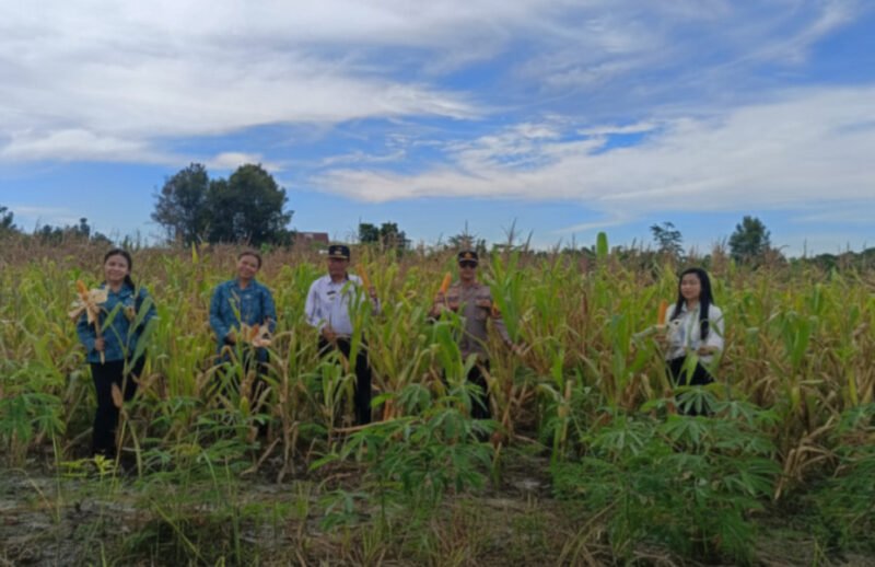 Dukung Asta Cita, Polsek Banama Tingang Perkuat Ketahanan Pangan Lewat Panen Jagung di Desa Ramang
