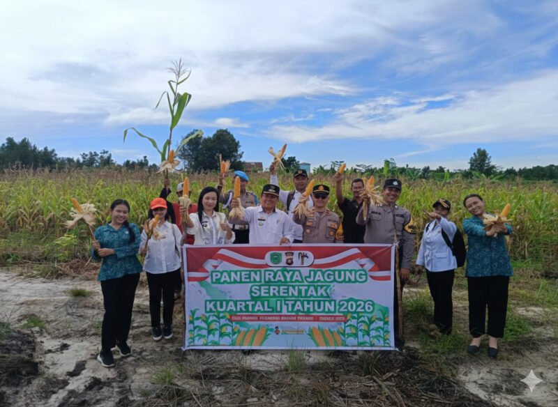 Sinergi Polri, Tripika, dan Warga, Panen Jagung Polsek Banama Tingang Perkuat Ketahanan Pangan