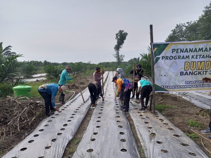 Sinergi Polri, Pemerintah Desa, dan Masyarakat: Penanaman Jagung Serentak Digelar di Kantan Muara