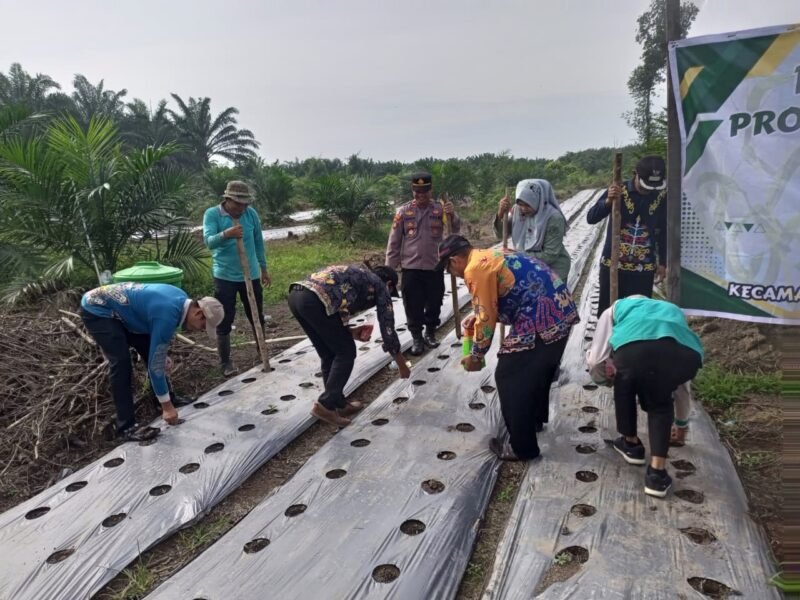 Kompak! Polsek Pandih Batu dan Masyarakat Kantan Muara Bahu-Membahu Perkuat Pangan