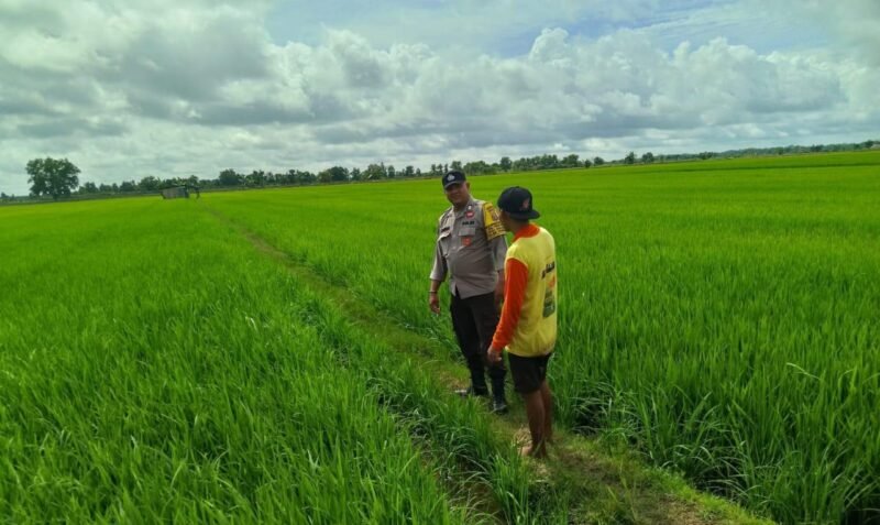 Bhabinkamtibmas Food Estate Melaksanakan Cek Sawah untuk Pengawasan Keamanan dan Ketahanan Pangan
