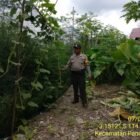 Bhabinkamtibmas Desa Dandang Sambangi Masyarakat Desa Binaan sekaligus Sisipkan Pesan Kamtibmas terkait pemanpaatan perkarangan Untuk Menanam Tanaman Pangan Bergizi