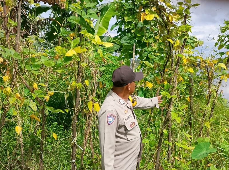 Bhabinkamtibmas Desa Dandang Sambangi Masyarakat Desa Binaan sekaligus Sisipkan Pesan Kamtibmas terkait pemanpaatan perkarangan Untuk Menanam Tanaman Pangan Bergizi