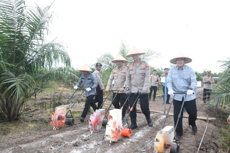 Tanam Jagung di Sela Sawit, Kapolres Pulpis Dampingi Kapolda Kalteng Dobrak Target Swasembada Pangan 2026