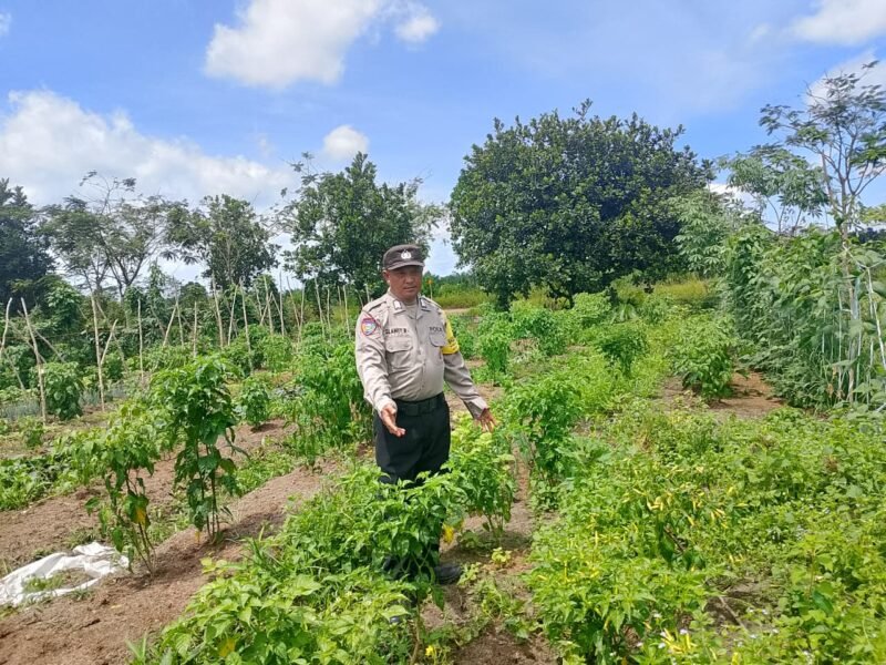 Bhabinkamtibmas Desa Dandang Sambangi Masyarakat Desa Binaan sekaligus Sisipkan Pesan Kamtibmas terkait pemanpaatan perkarangan Untuk Menanam Tanaman Pangan Bergizi