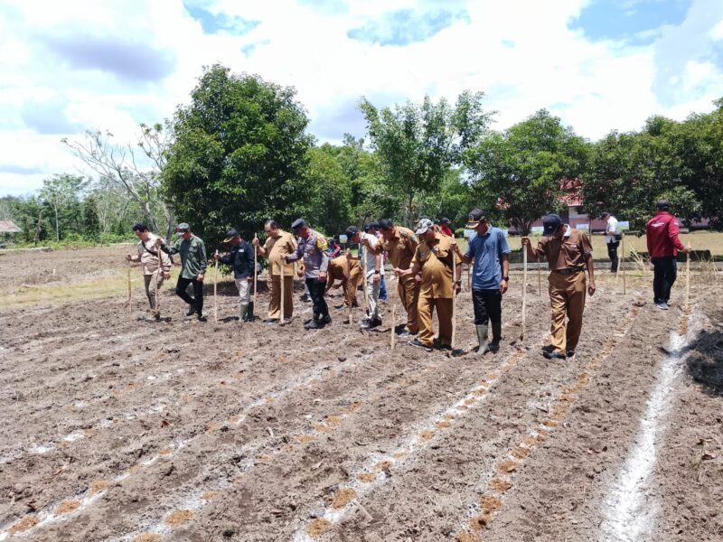 Dukung Asta Cita Presiden, Polsek Sebangau Kuala Gelar Penanaman Jagung Serentak di Desa Sebangau Mulya