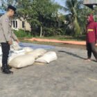 Kawal Ketahanan Pangan, Bhabinkamtibmas Food Estate Cek Hasil Panen Padi di Belanti Siam