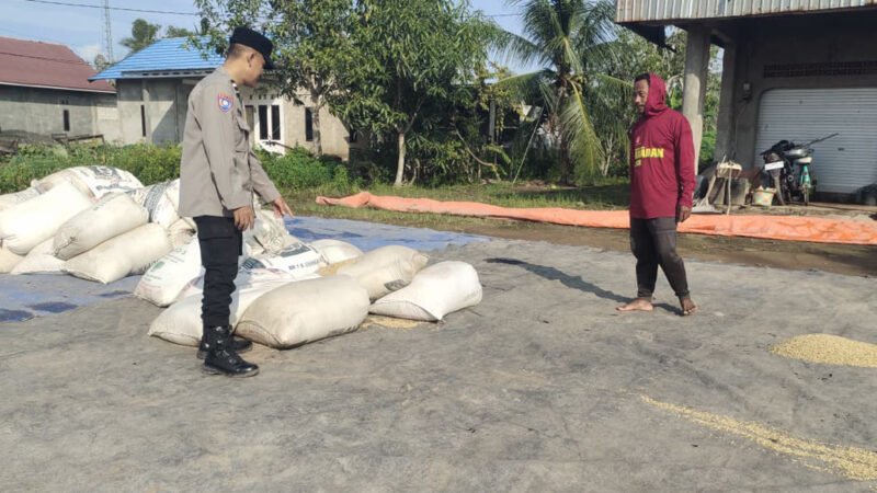 Kawal Ketahanan Pangan, Bhabinkamtibmas Food Estate Cek Hasil Panen Padi di Belanti Siam