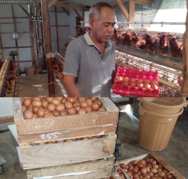 Foto ist:  Bono, Ketua Bumdes Panderman Desa Oro Oro Ombo Kota Batu, mulai panen hasil ternak ayam petelur di 2026.