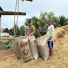 Dukung Ketahanan Pangan, Bhabinkamtibmas Food Estate Sambangi Petani Belanti Siam