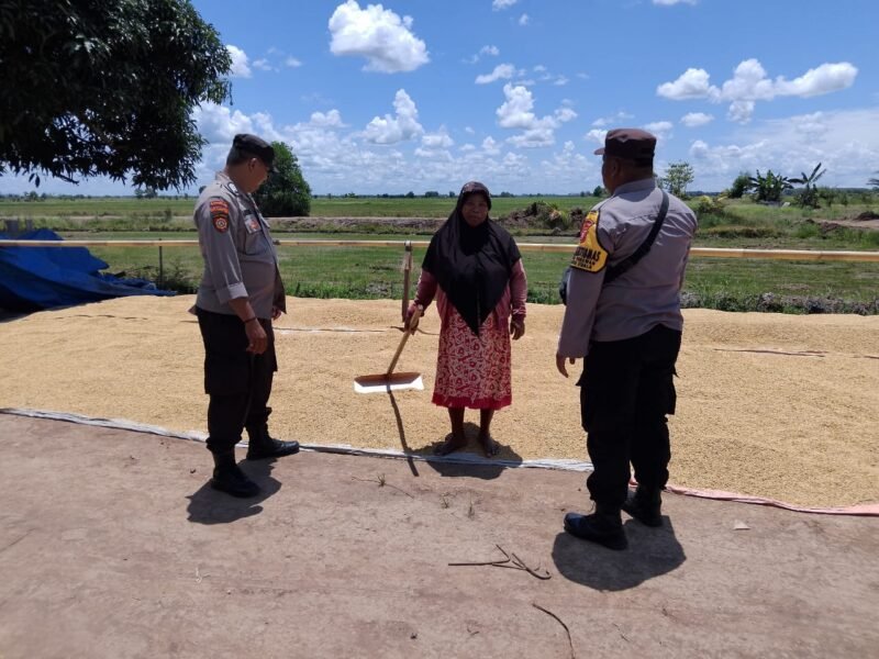 Dukung Ketahanan Pangan, Bhabinkamtibmas Food Estate Gadabung Sambangi Petani Jemur Padi