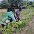 Polsek Jabiren Raya Ajak Warga Optimalkan Pekarangan untuk Ketahanan Pangan Nasional