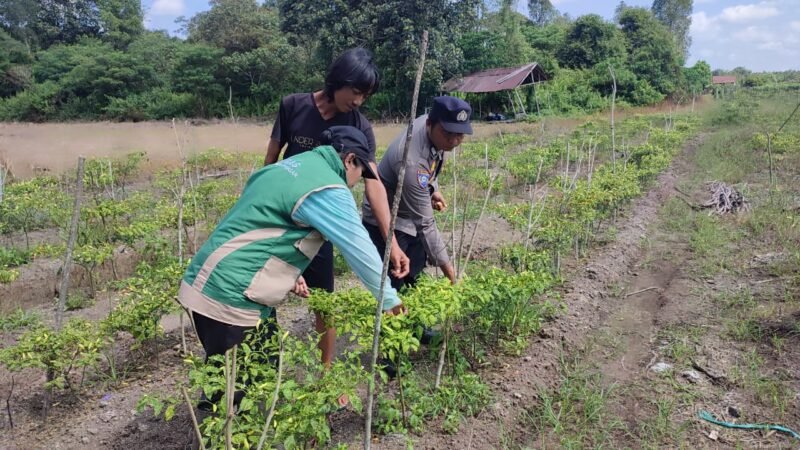 Polsek Jabiren Raya Ajak Warga Optimalkan Pekarangan untuk Ketahanan Pangan Nasional